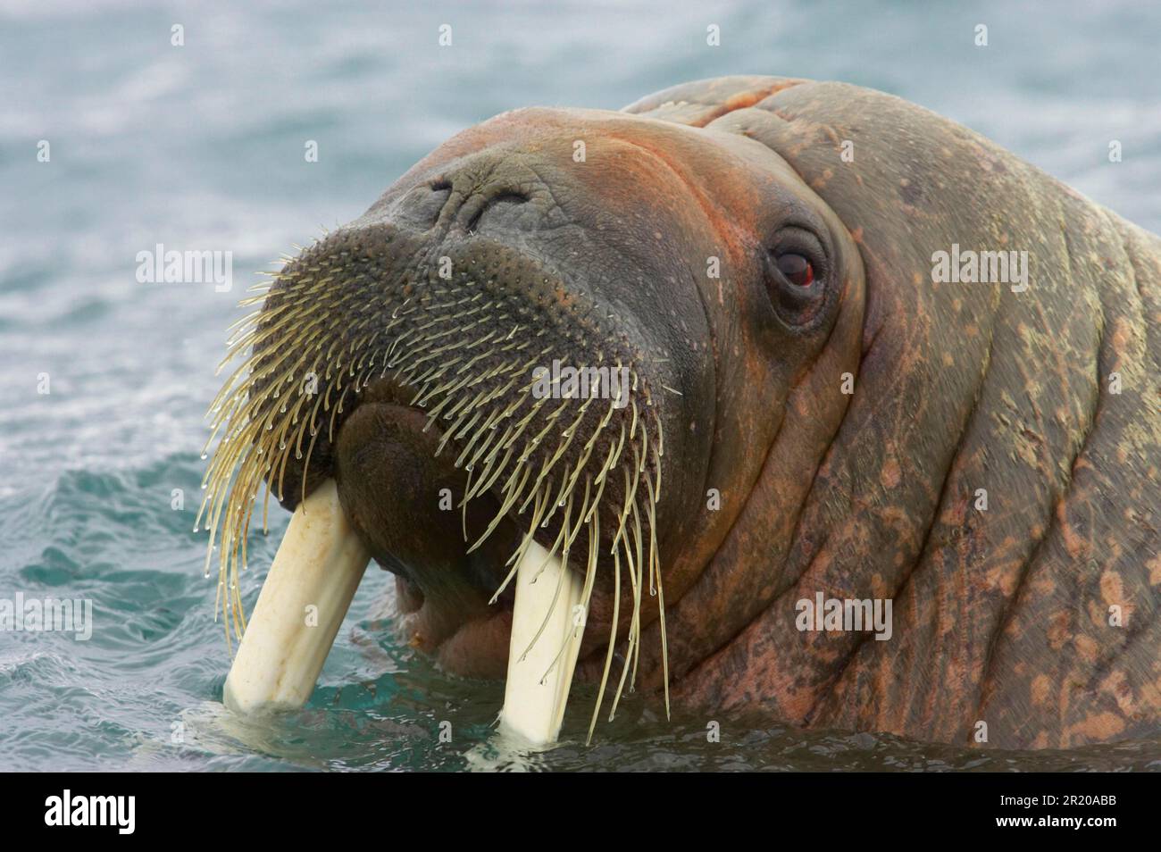Atlantic walrus, Atlantic walrus, marine mammals, predators, seals
