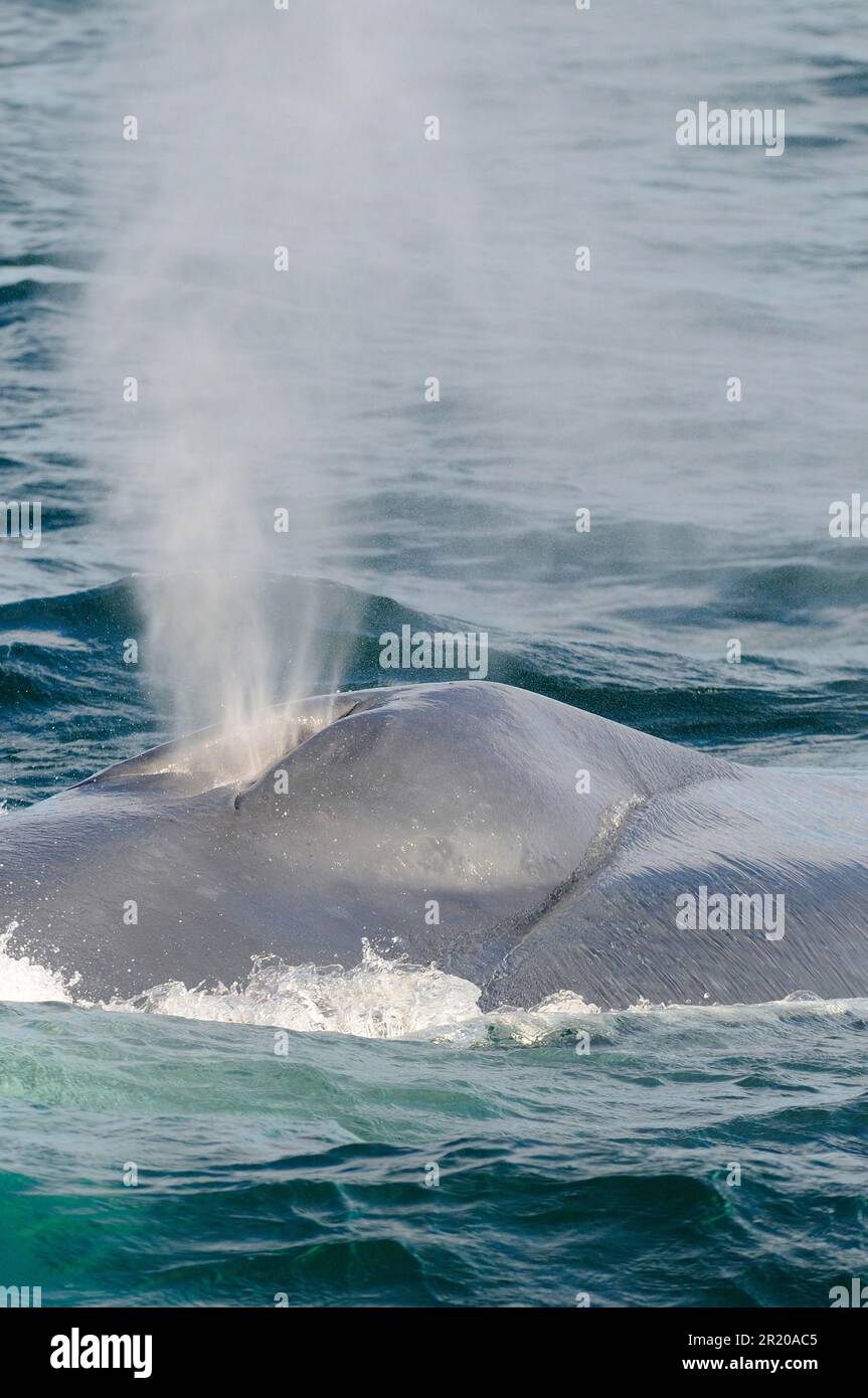Blue whale, blue whales (Balaenoptera musculus), Baleen whales, Marine mammals, Mammals, Animals, Whales, Blue whale adult, spouting at surface of Stock Photo
