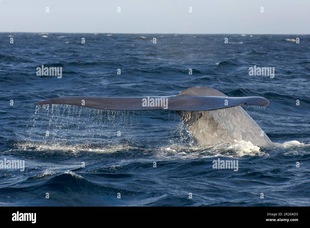Blue whale (Balaenoptera musculus) adult, tail fin raised, preparing to dive, Sea of Cortez, Mexico Stock Photo