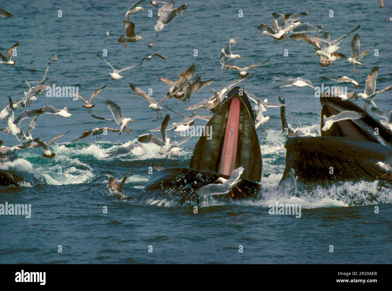 Whale, humpback whale (Megaptera novaeangliae), group feeding with baleen/throat grooves/gulls Stock Photo