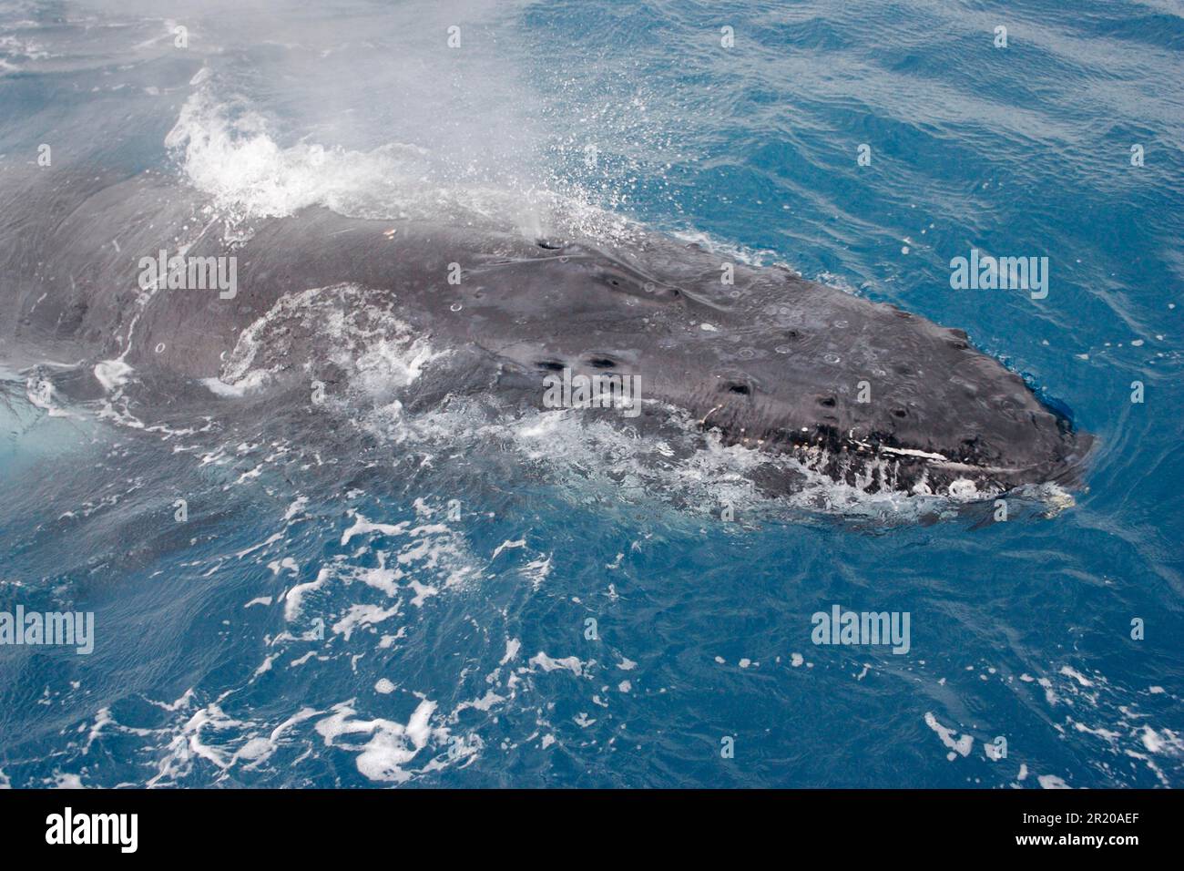 Humpback whale migration hi-res stock photography and images - Alamy