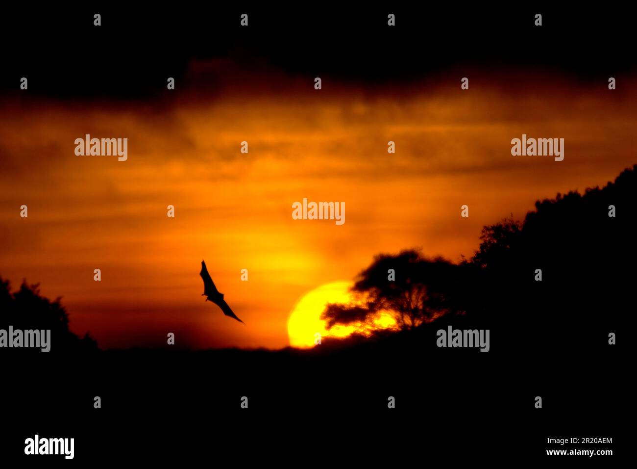 Straw-coloured fruit bats (Eidolon helvum), Palm flying dog, Bats