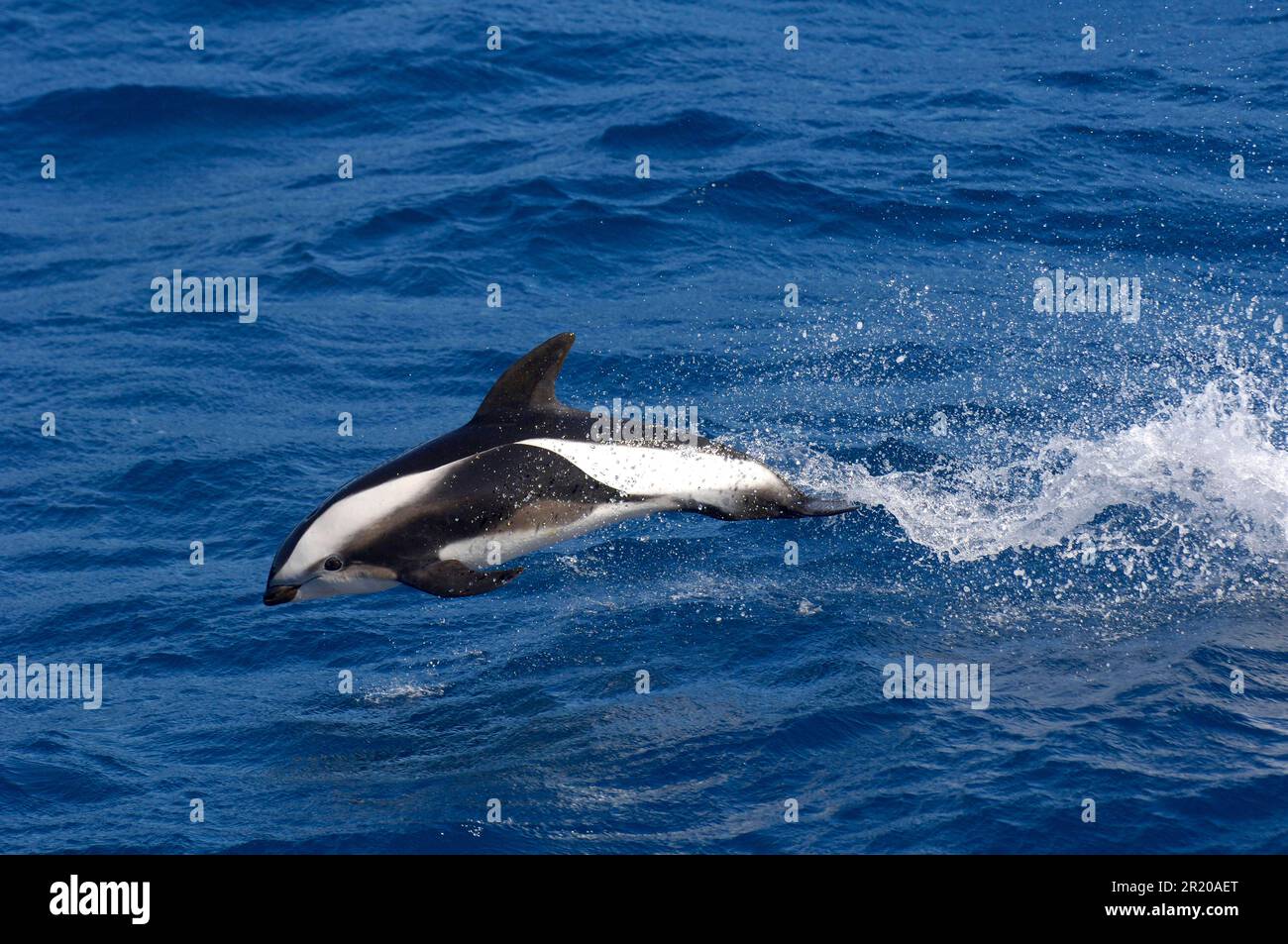 Hourglass dolphin (Lagenorhynchus cruciger), Hourglass Dolphin, Hourglass Dolphins, dolphins, marine mammals, animals, mammals, whales, toothed Stock Photo