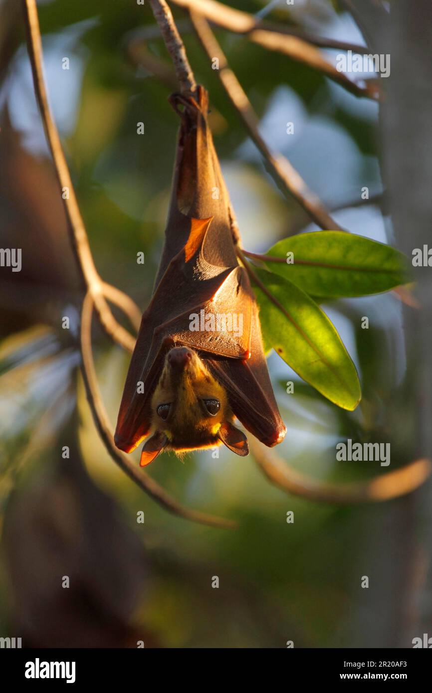 Gambian epauletted fruit bats (Epomophorus gambianus), Bats, Mammals ...