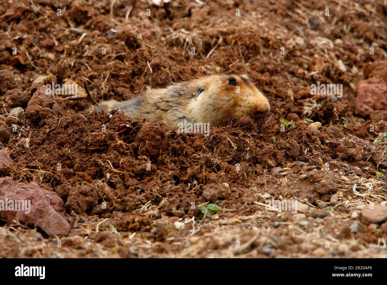Bigheaded mole rat (Tachyoryctes macrocephalus) adult, digging, pushing soil from excavation