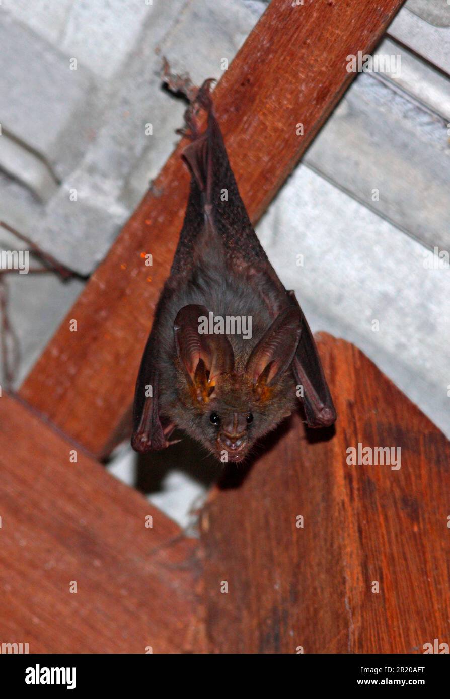 Malayan Vampire, Lesser False Vampire, Malayan Vampires, Lesser False