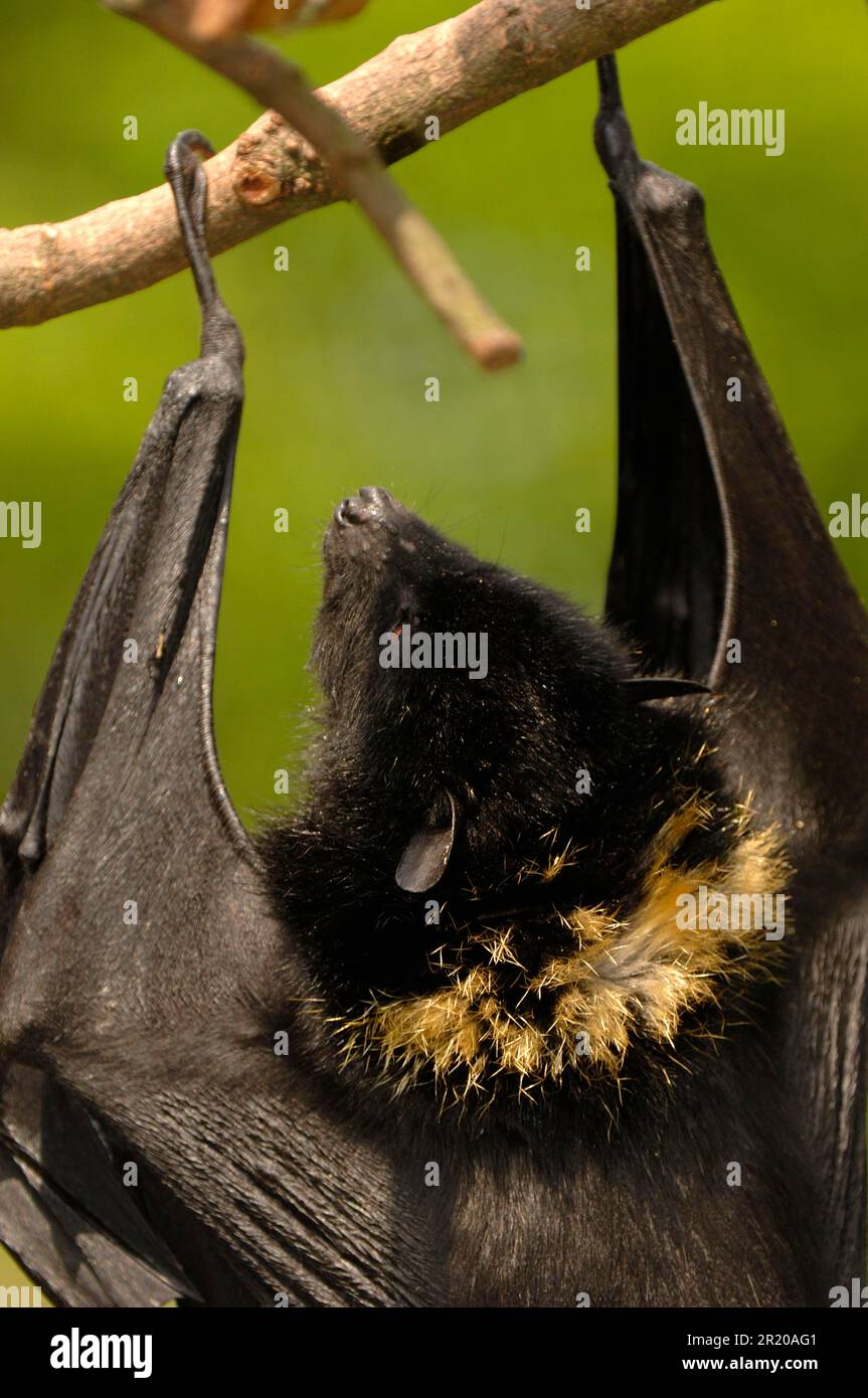 Comoro Flying Fox, Comoro Flying Dogs, Bats, Mammals, Animals, Comoro