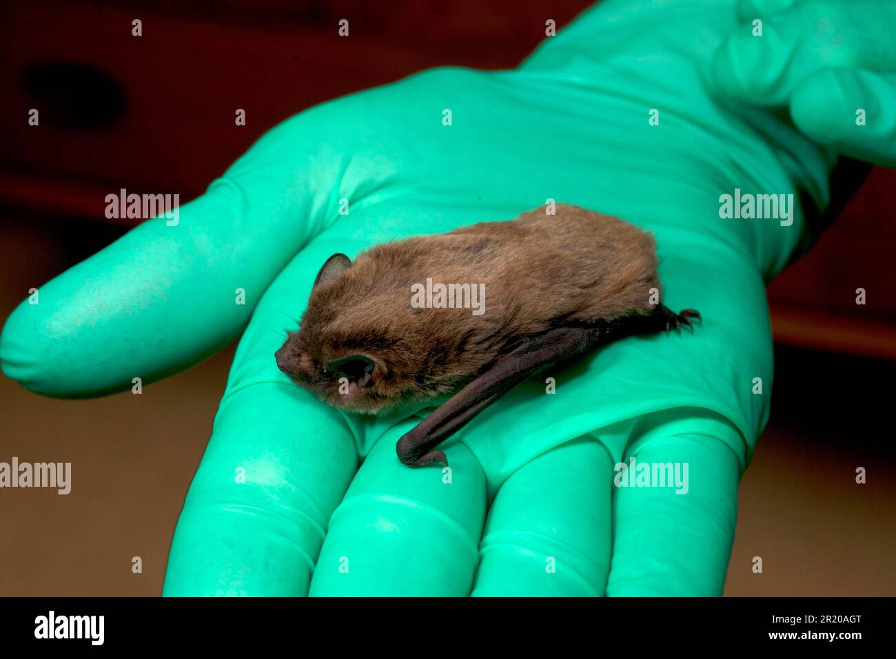 Rough-horned bat, nathusius's pipistrelle (Pipistrellus nathusii), Rough-horned bat, Rough-horned bat, Rough-horned bats, Bats, Mammals, Animals Stock Photo