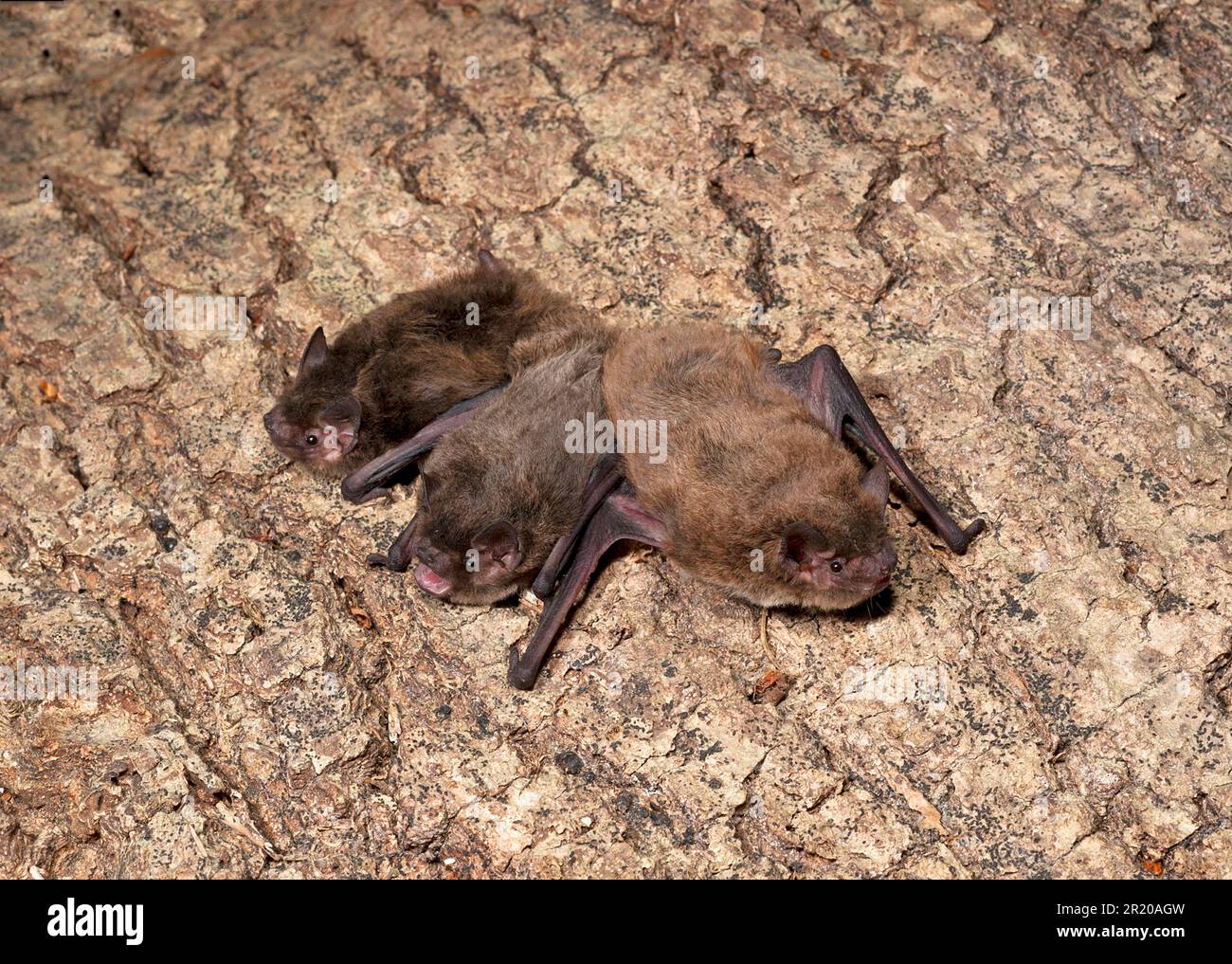 Rough-horned bat, nathusius's pipistrelle (Pipistrellus nathusii), Rough-horned bats, Rough-horned bats, Bats, Mammals, Animals, Nathusius's Stock Photo