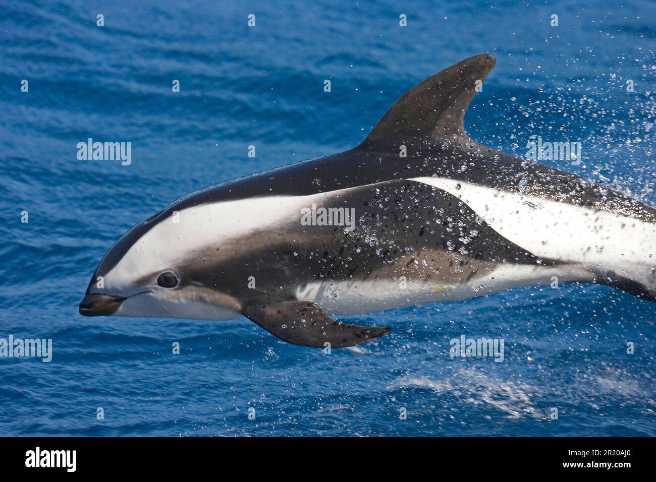 Hourglass dolphin (Lagenorhynchus cruciger), Hourglass Dolphin, Hourglass Dolphins, dolphins, marine mammals, animals, mammals, whales, toothed Stock Photo