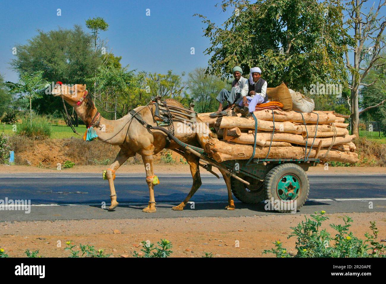 India, dromedary camel and cart with wooden load, used as beast of