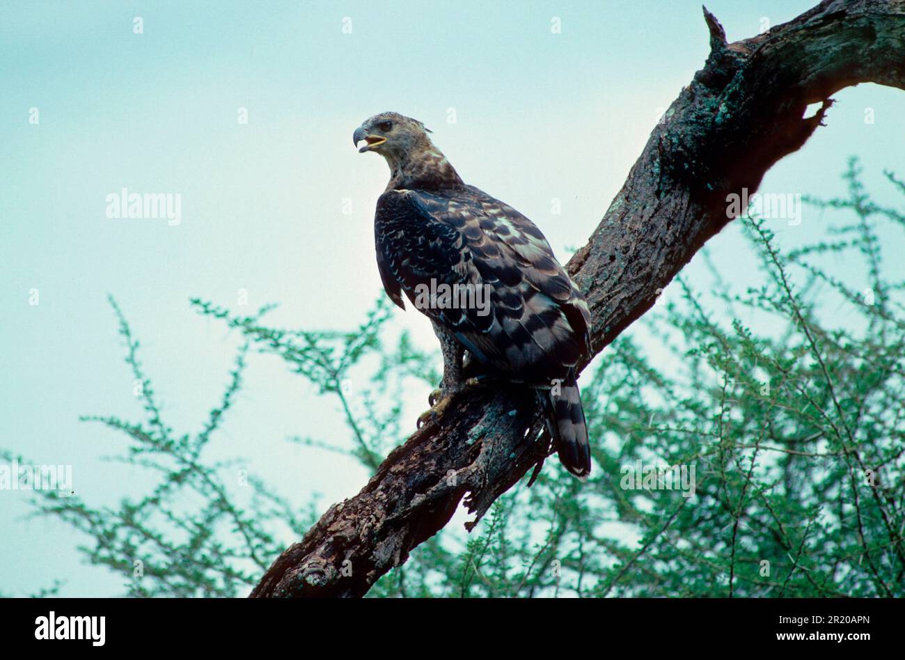 Crowned crowned eagle (Stephanoaetus coronatus) On branch, calling, 2-3 years old Stock Photo