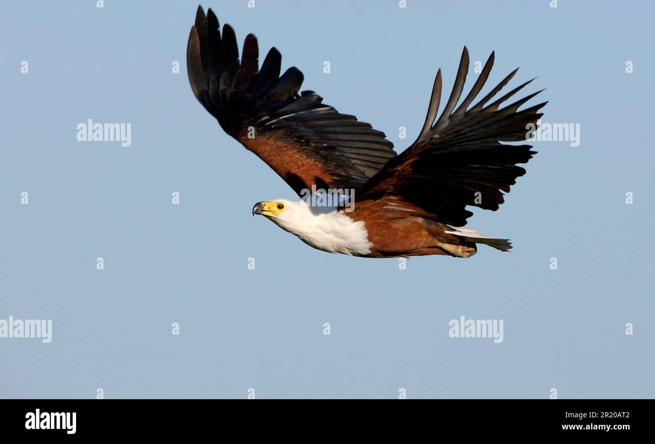 African Fish Eagle (Haliaeetus vocifer) adult, in flight, Kruger N. P. South Africa Stock Photo