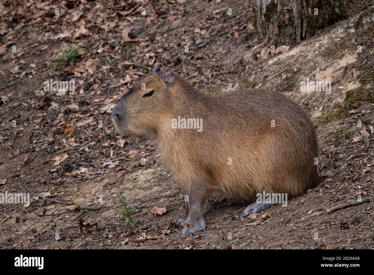 Capybara - Hydrochoerus hydrochaeris, giant rodent from Central and South American savannas, swamps and grasslands, Gamboa, Panama. Stock Photo