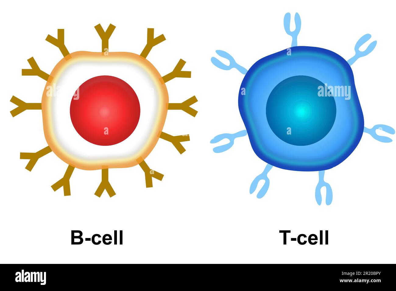 Cell of adaptive immune system, 3d rendering Stock Photo Alamy