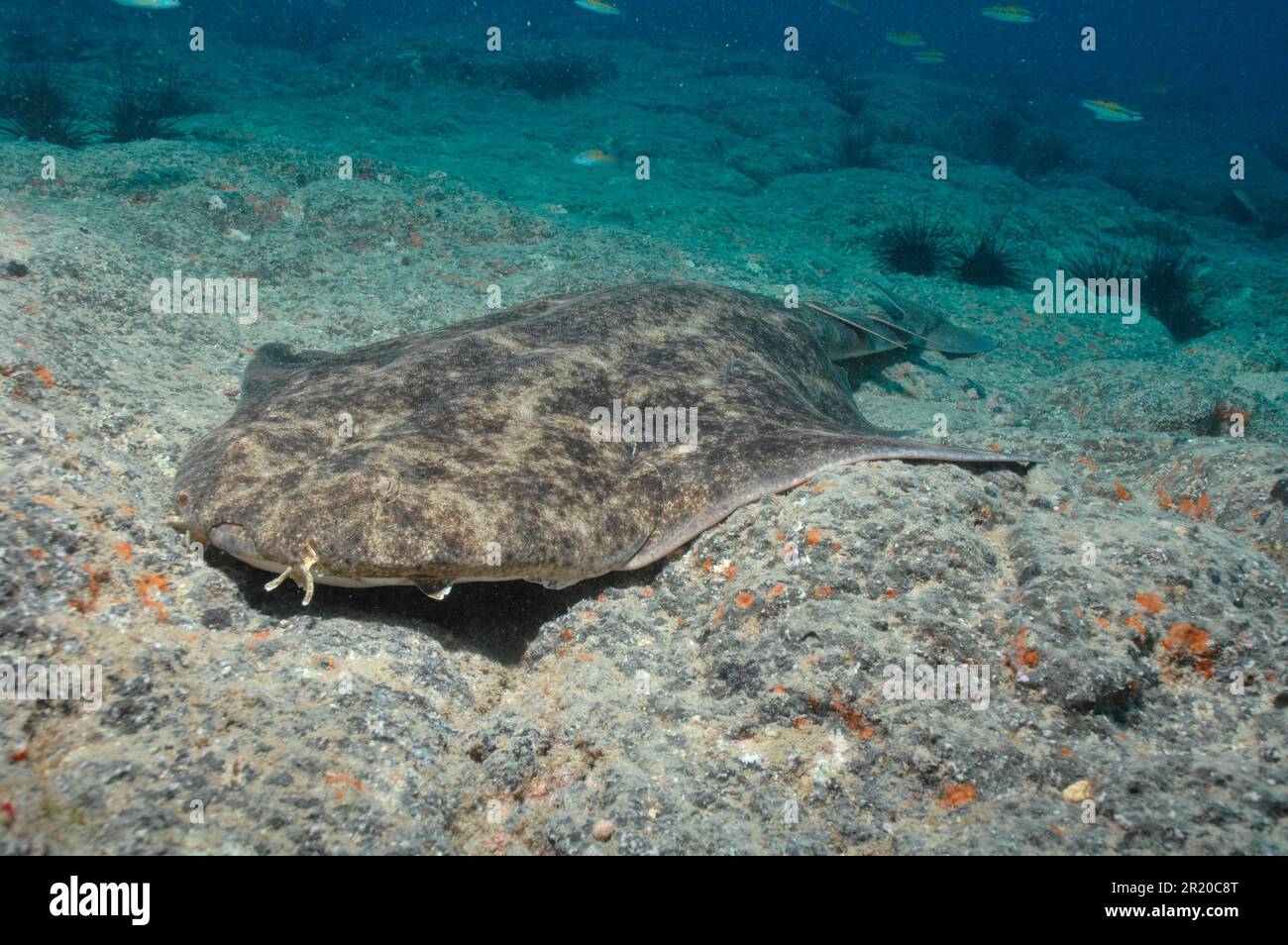 Angel Shark Hi res Stock Photography And Images Alamy Angel Shark Hi res Stock Photography And Images Alamy