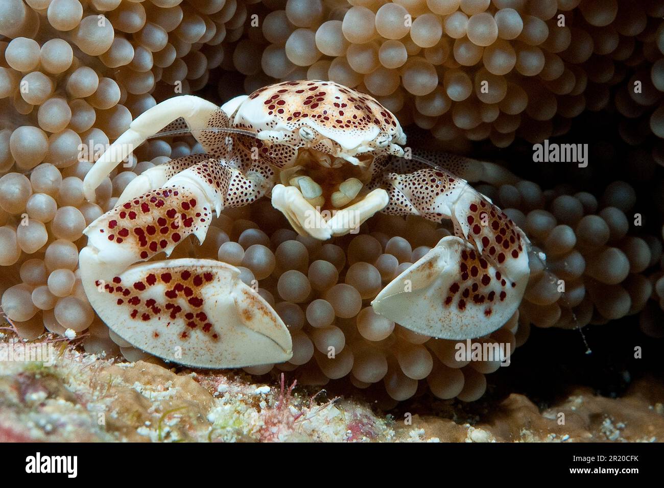 Spotted anemone crab, Indo-Pacific, spotted porcelain crab (Neopetrolisthes maculatus) Stock Photo