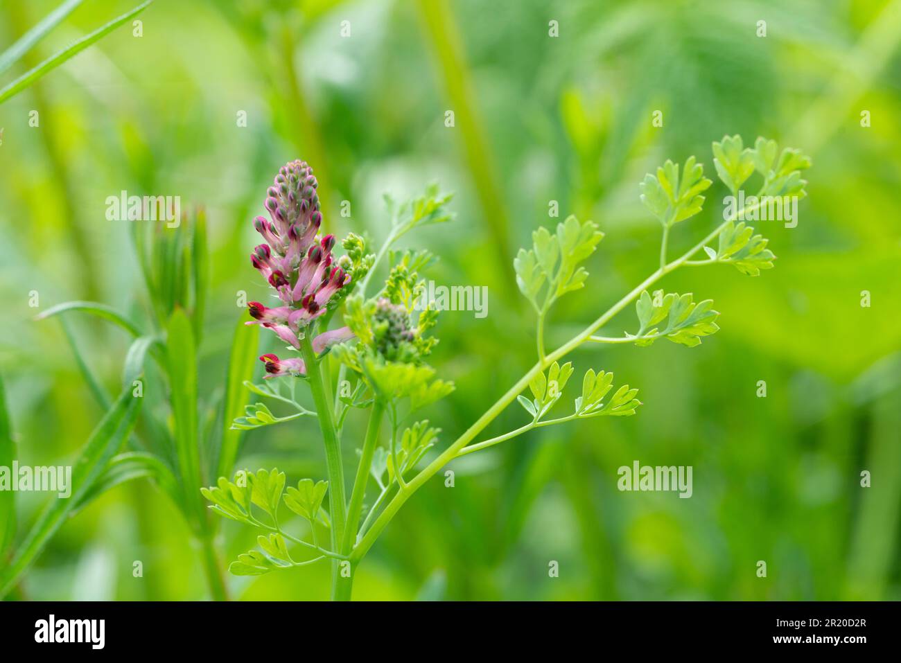 Italy, Lombardy, Common Fumitory Flower, Fumaria Officinalis Stock Photo