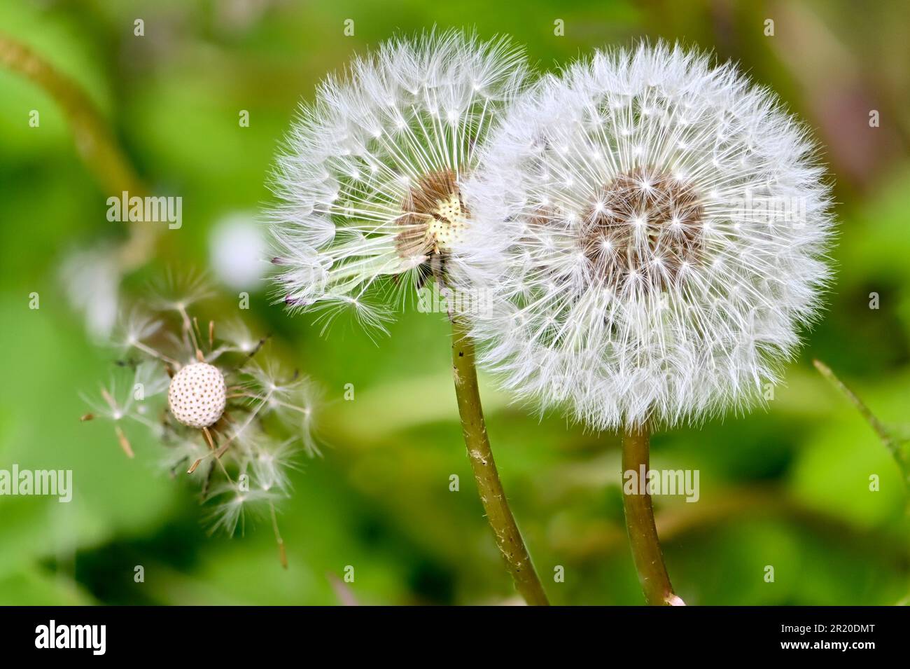 Common Dandelion (Taraxacum officinale) 'clock' - seedhead Stock Photo