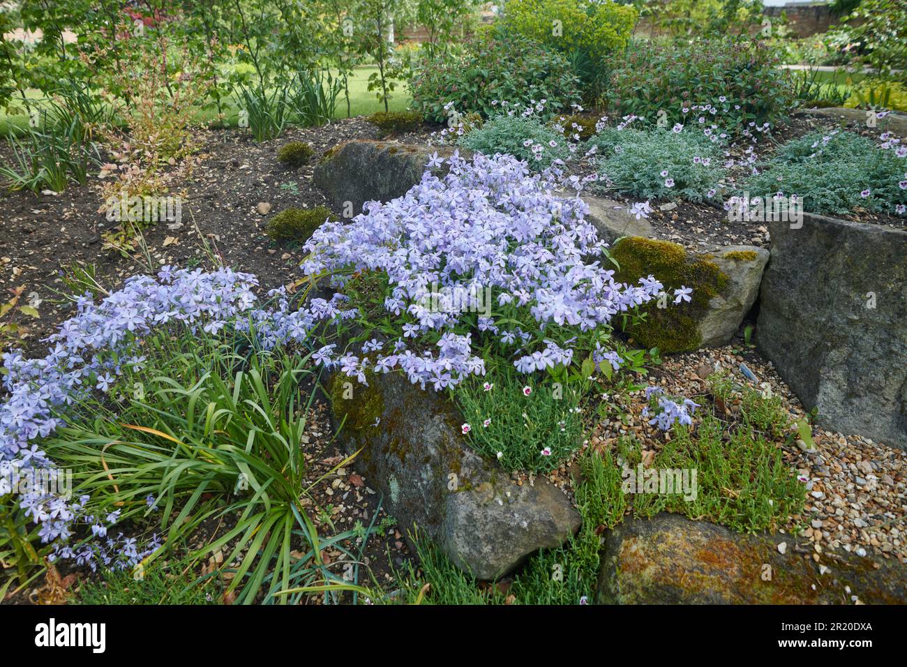 Alpine plants flowering in a well established rockery during the spring