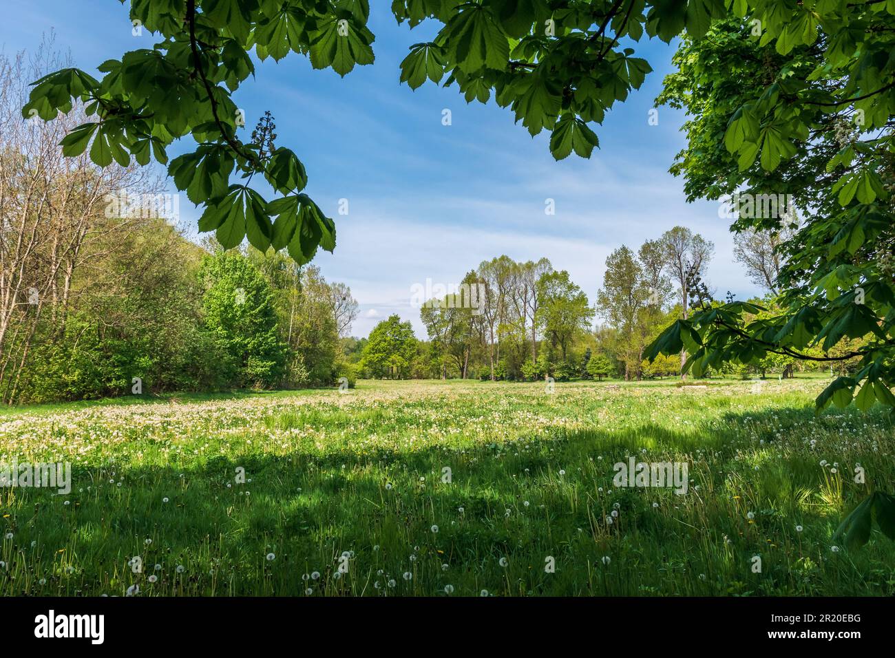 Meadow surrounded by trees in the springtime. High grass with countless dandelions in the sunlight. Fresh, young leaves on trees. Beautiful, sunny day Stock Photo