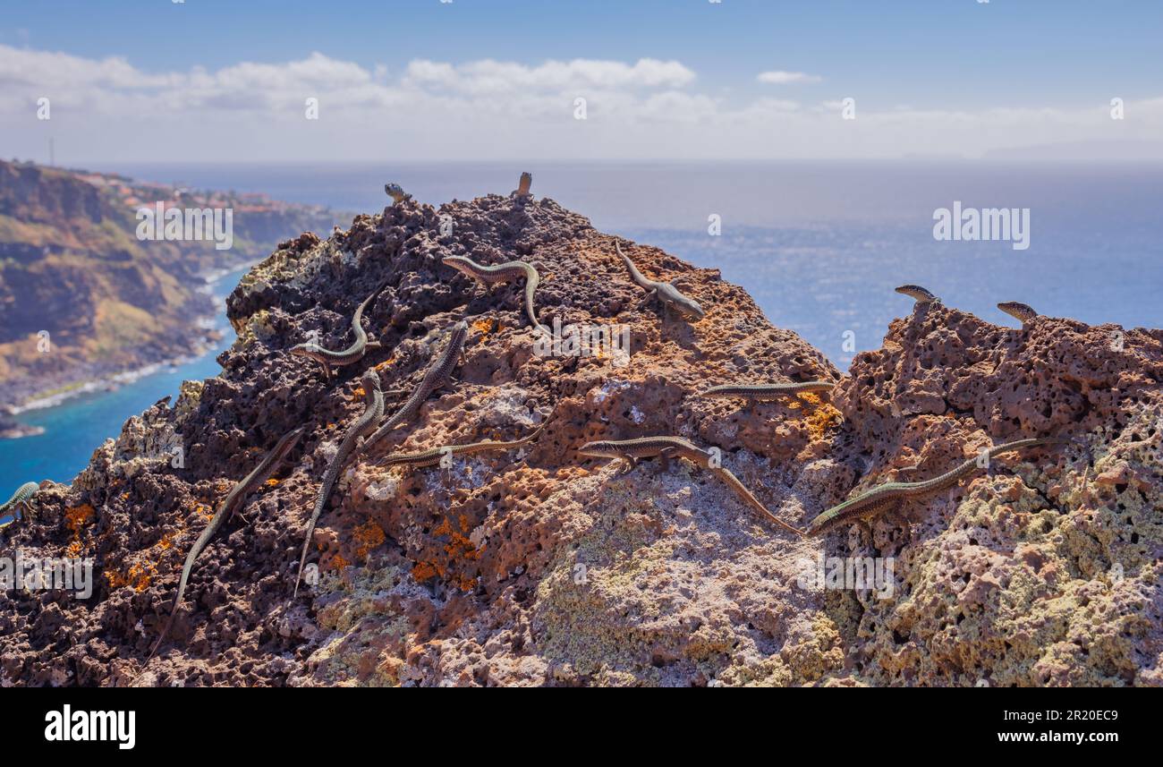 Group of Madeira lizards on a rock Stock Photo - Alamy