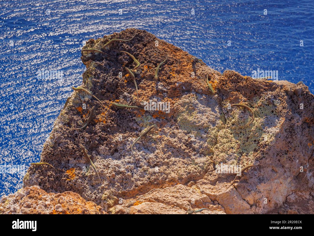 Group of Madeira lizards on a rock Stock Photo - Alamy