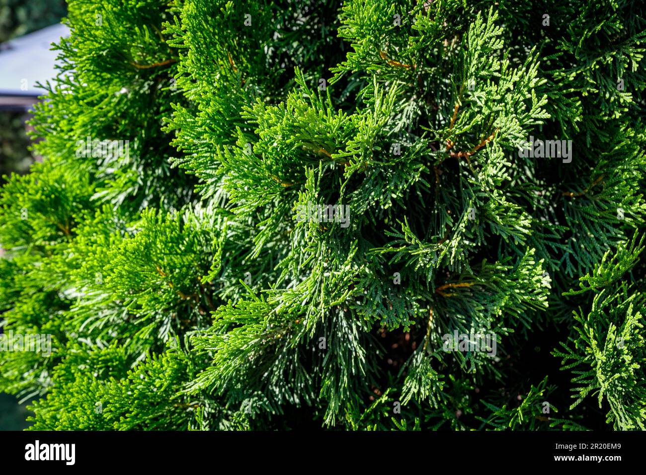 Close-up of green thuja in the park Stock Photo