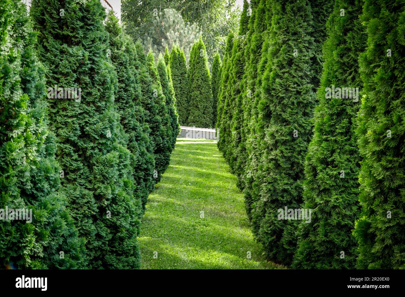 Green path of trees in a park full of thujas Stock Photo