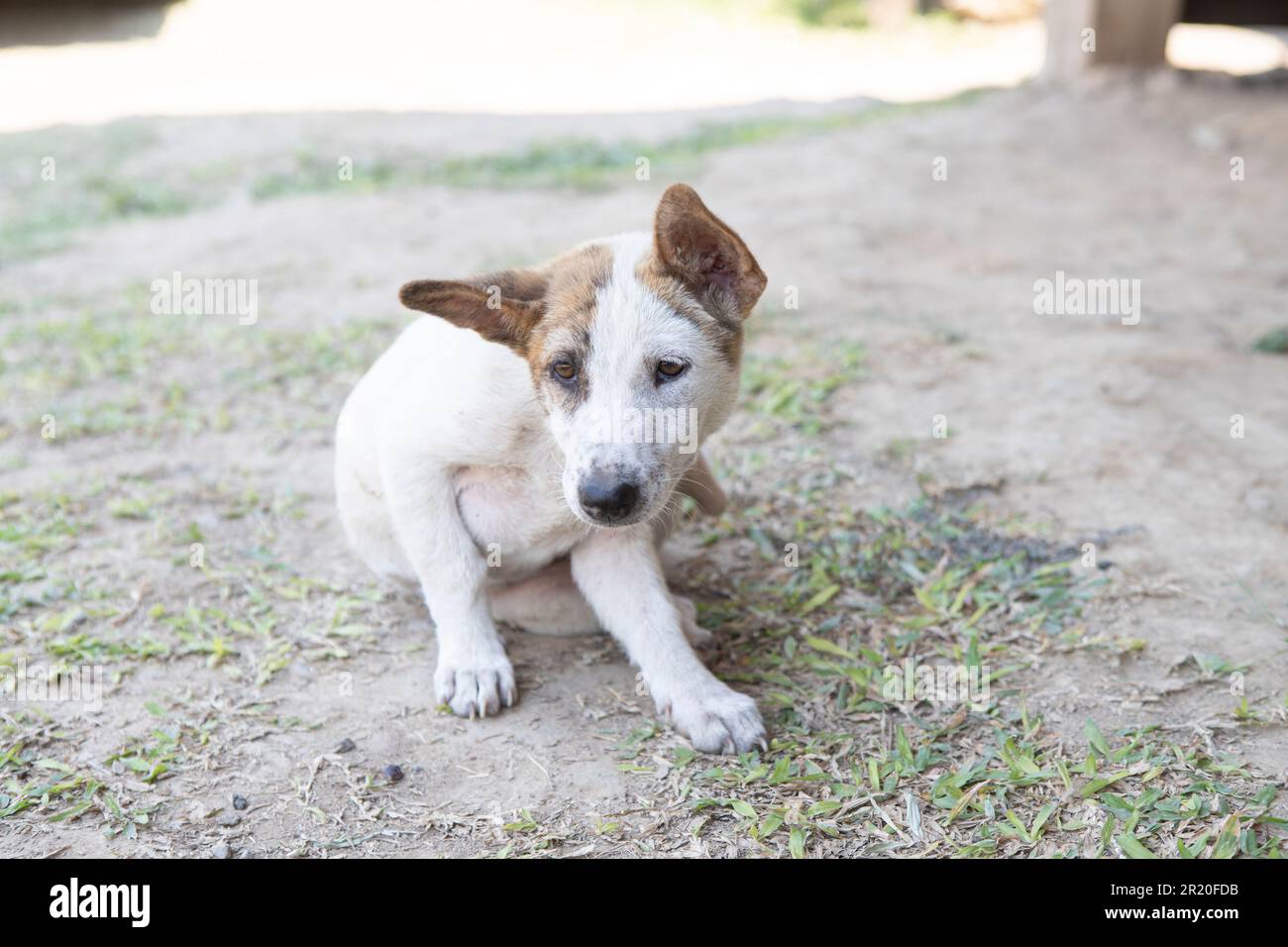 Asia dog laydown on land and looking something and friendly, tin pet of animal Stock Photo