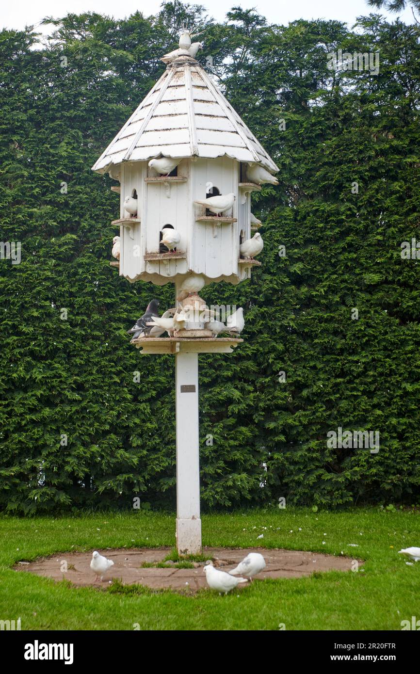 White Dovecote with Doves Zenaida asiatica Stock Photo Alamy