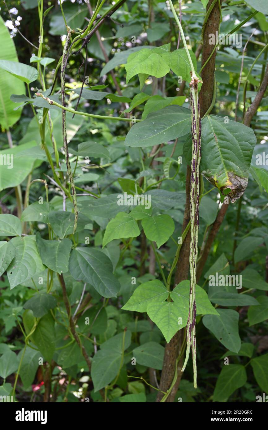 Vertical view of two purple striped yard long beans grows in a Yard