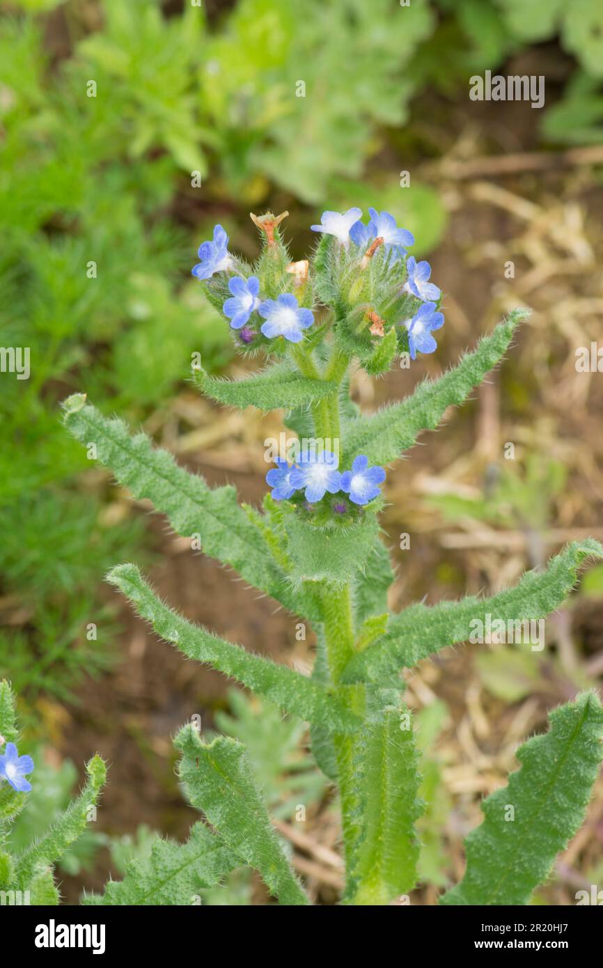 Bugloss, Anchusa arvensis, Lycopsis arvensis, small bugloss, annual bugloss, May, Sussex. Stock Photo