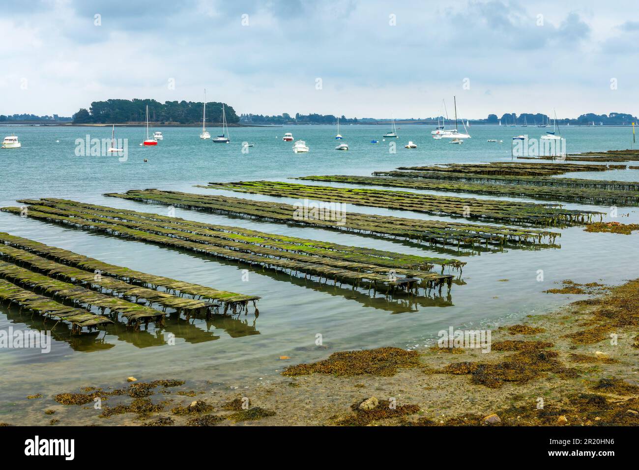Oyster farm a low tide on Ile-au-Moines, Gulf of Morbihan, Brittany, France Stock Photo