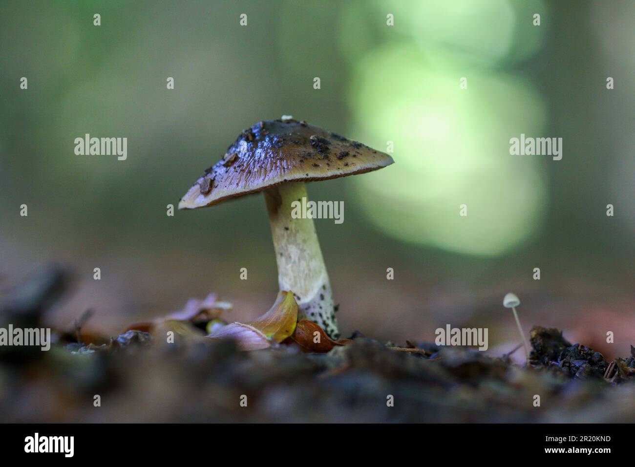 A closeup of an inocybe rimosa fungus growing in a forest Stock Photo