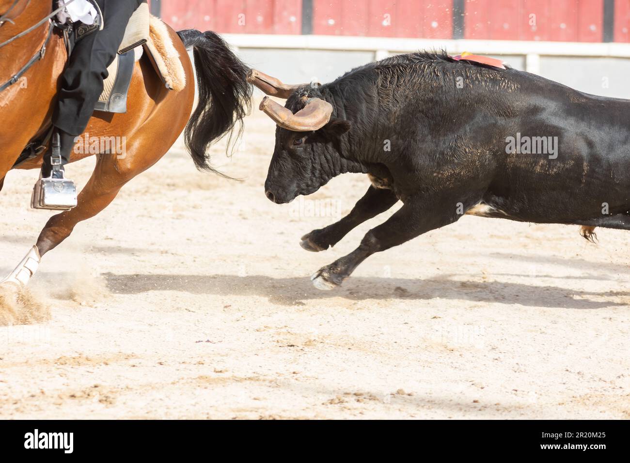 MADRID, SPAIN-OCTOBER 17:The banderillero is a torero who point a barbed  banderillas colorful sticks which are placed in the top of the bull's  should Stock Photo - Alamy
