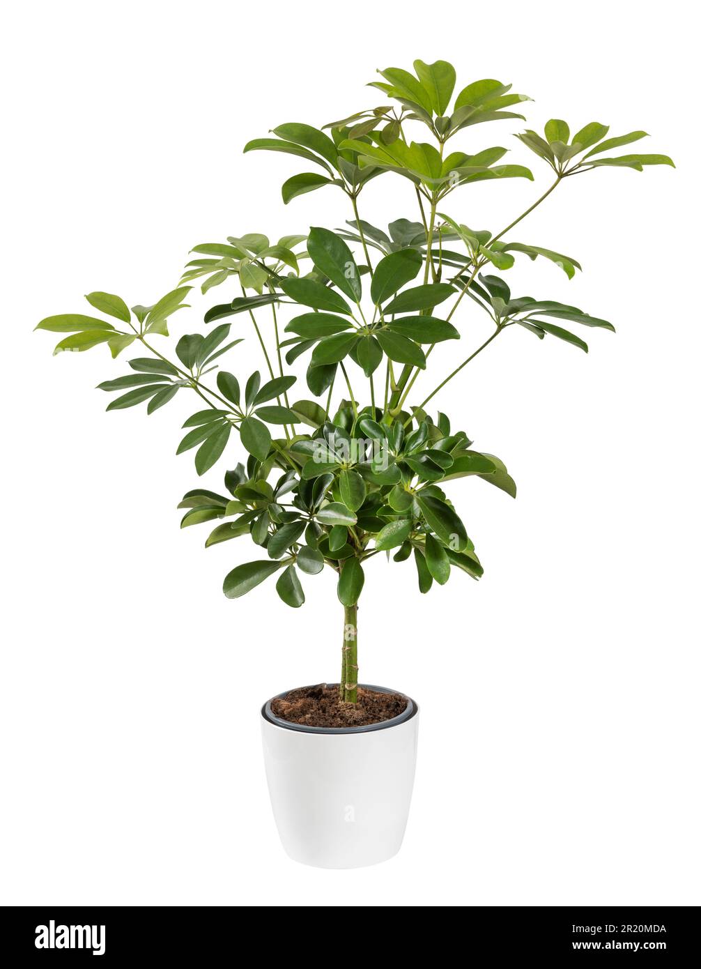 Potted green schefflera plant with lush foliage growing in flowerpot isolated on white background Stock Photo