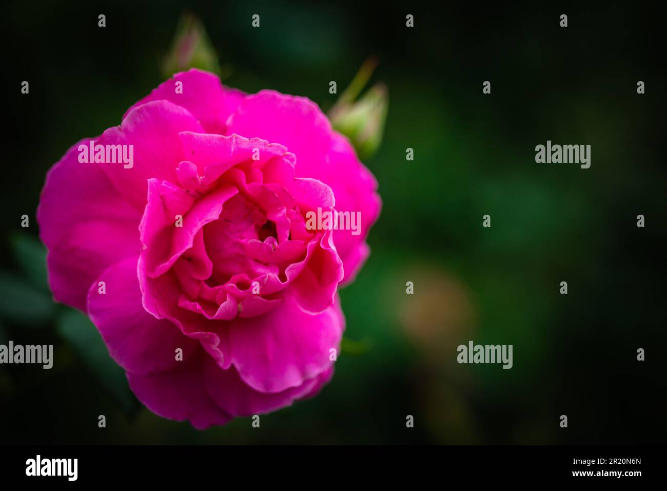 A close-up of a pink rose growing in a green garden Stock Photo - Alamy