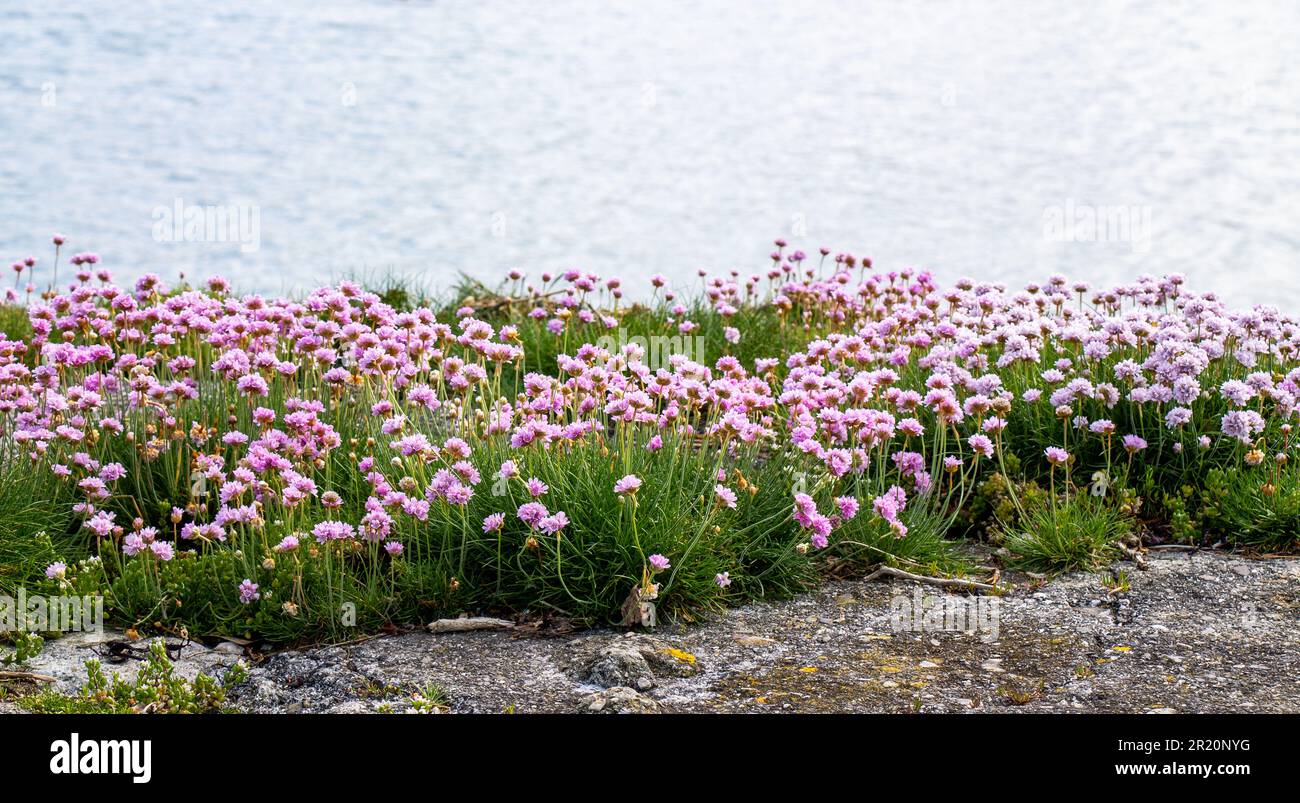 Armeria maritima, the thrift, sea thrift or sea pink growing on foreshore Stock Photo