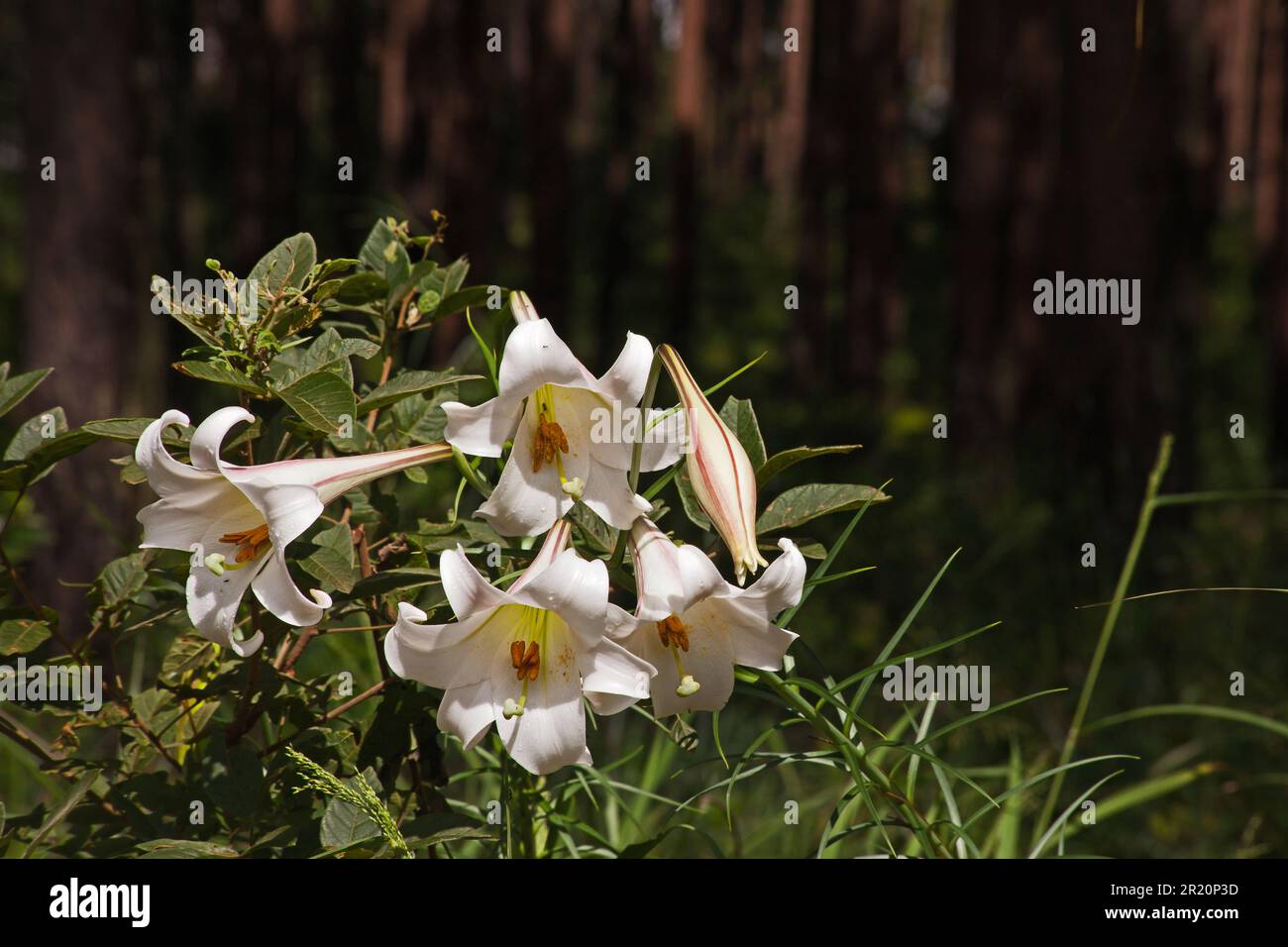 St Joseph’s Lily (Lilium formosanum) 14184 Stock Photo