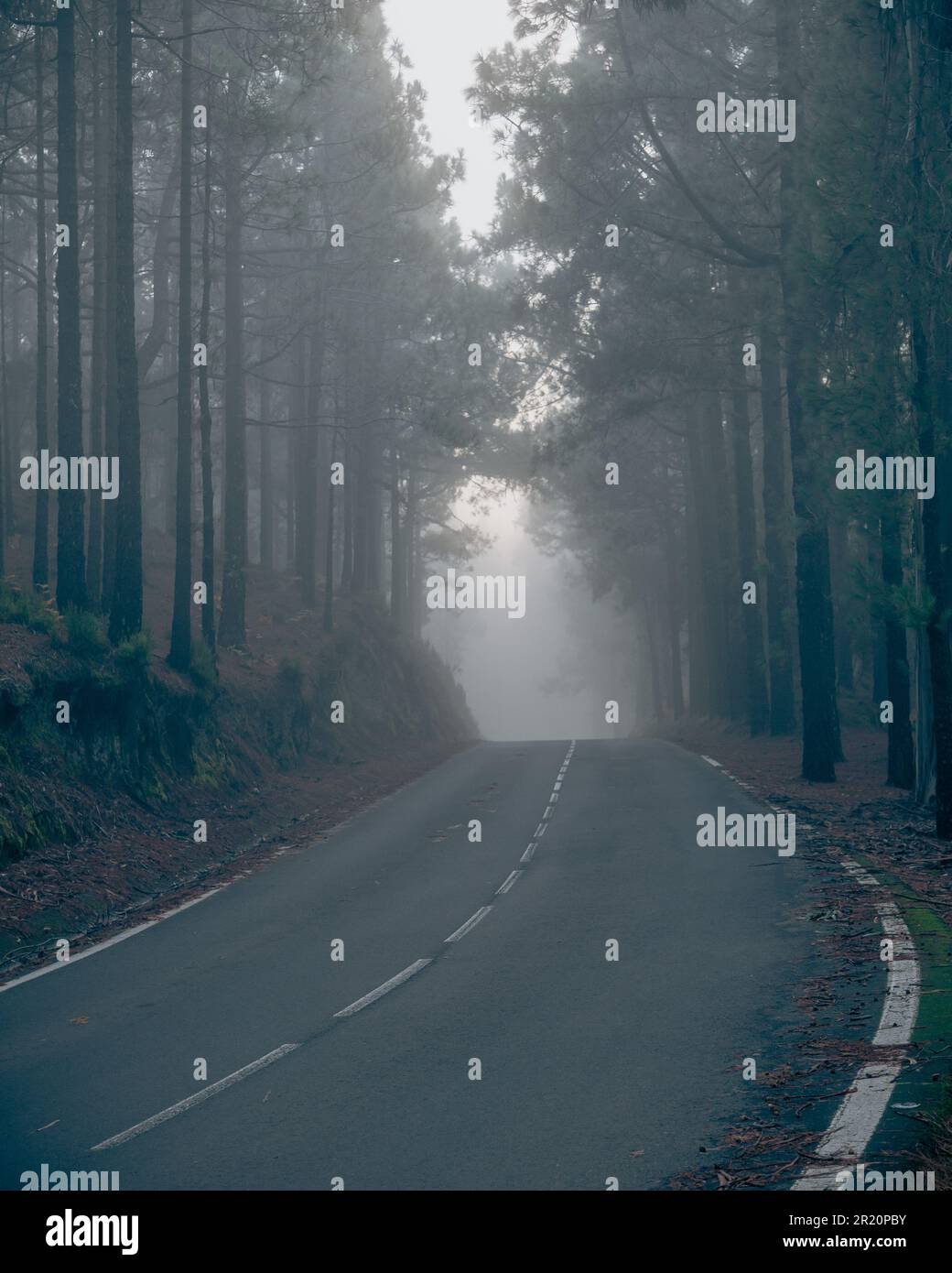 A scenic country road shrouded in a misty fog, with tall trees lining ...