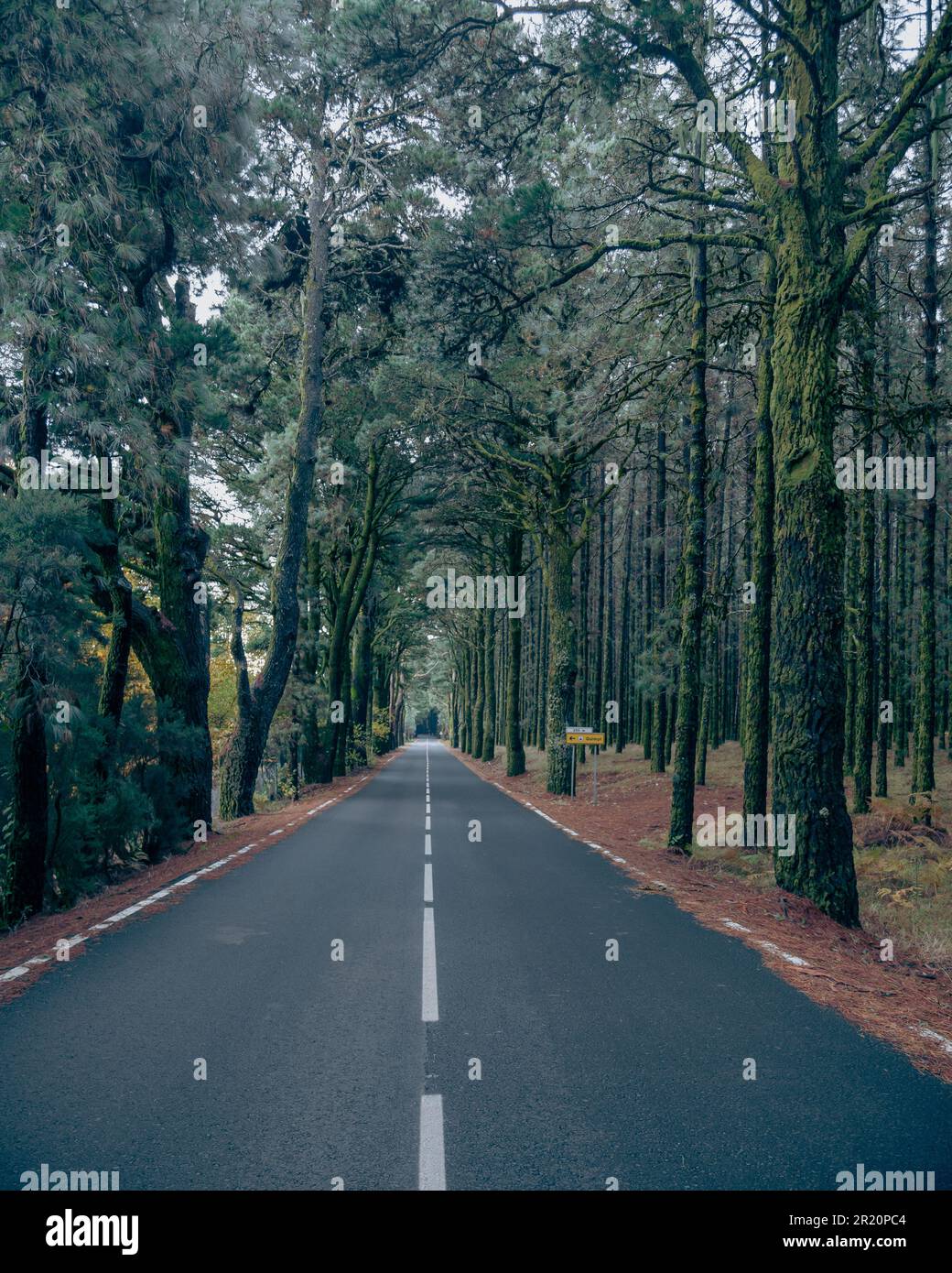 A scenic country road shrouded in a misty fog, with tall trees lining ...