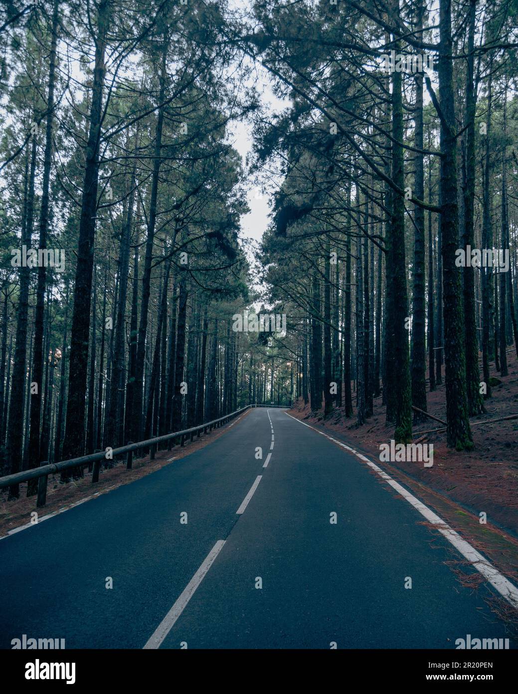 A scenic country road shrouded in a misty fog, with tall trees lining ...