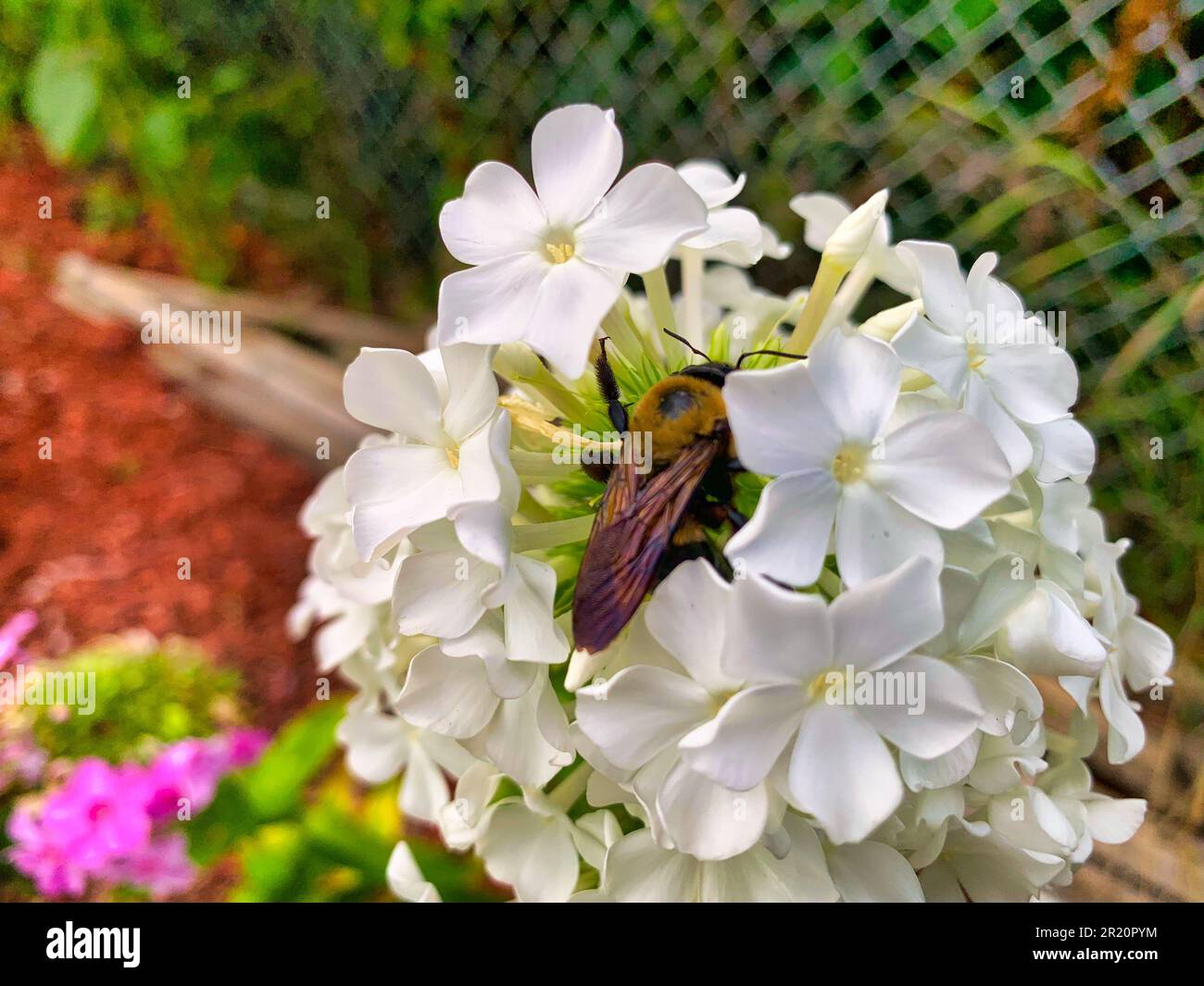 Close up of a bee on a white phlox flower in the summer Stock Photo