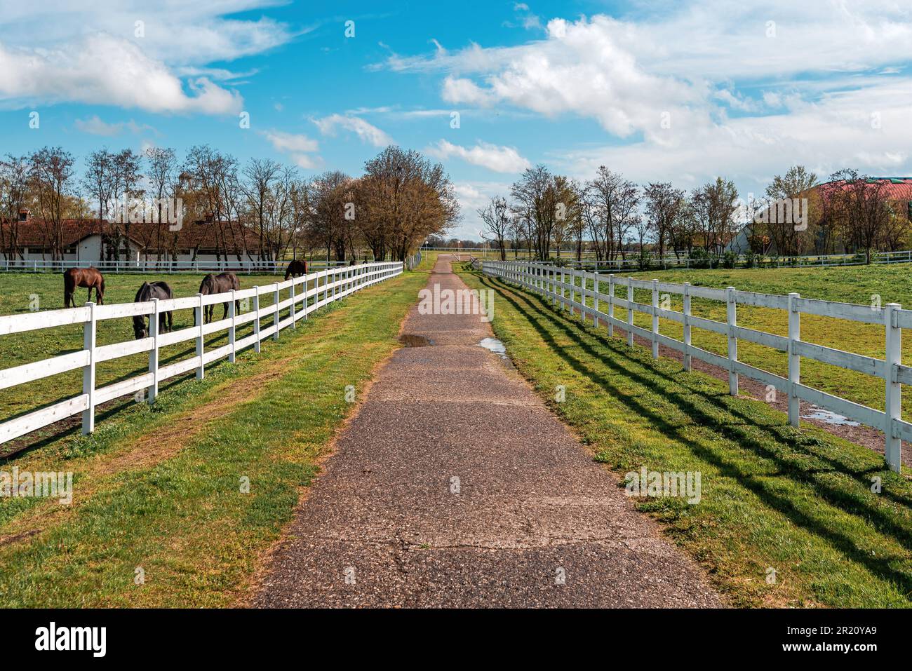 White wooden horse paddock fence on equestrian farm. Group of animals grazing on fresh spring grass. Selective focus. Stock Photo