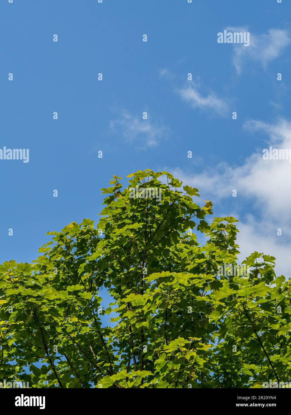 Far Away Plane, Looking Up, Blue Sky, Green Trees, Balmore Walk, Caversham, Reading, Berkshire, England, UK, GB. Stock Photo