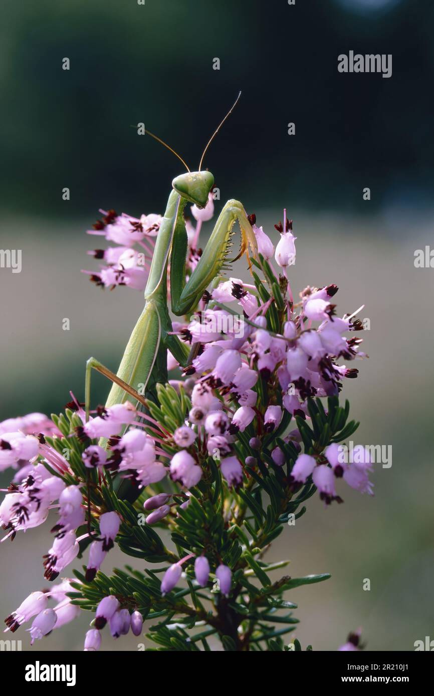 praying mantis on a flowering branch of channelled heath Stock Photo