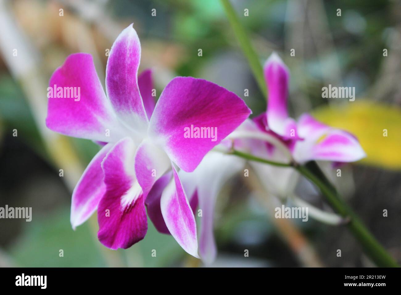 Orchid flower in white with purple petal tips in selective focus portrait with blur background Stock Photo