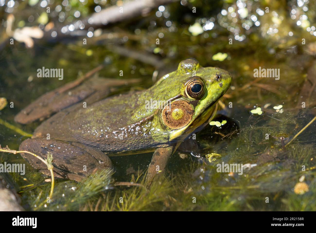 American bullfrog (Lithobates catesbeianus) in pond close-up portrait Stock Photo