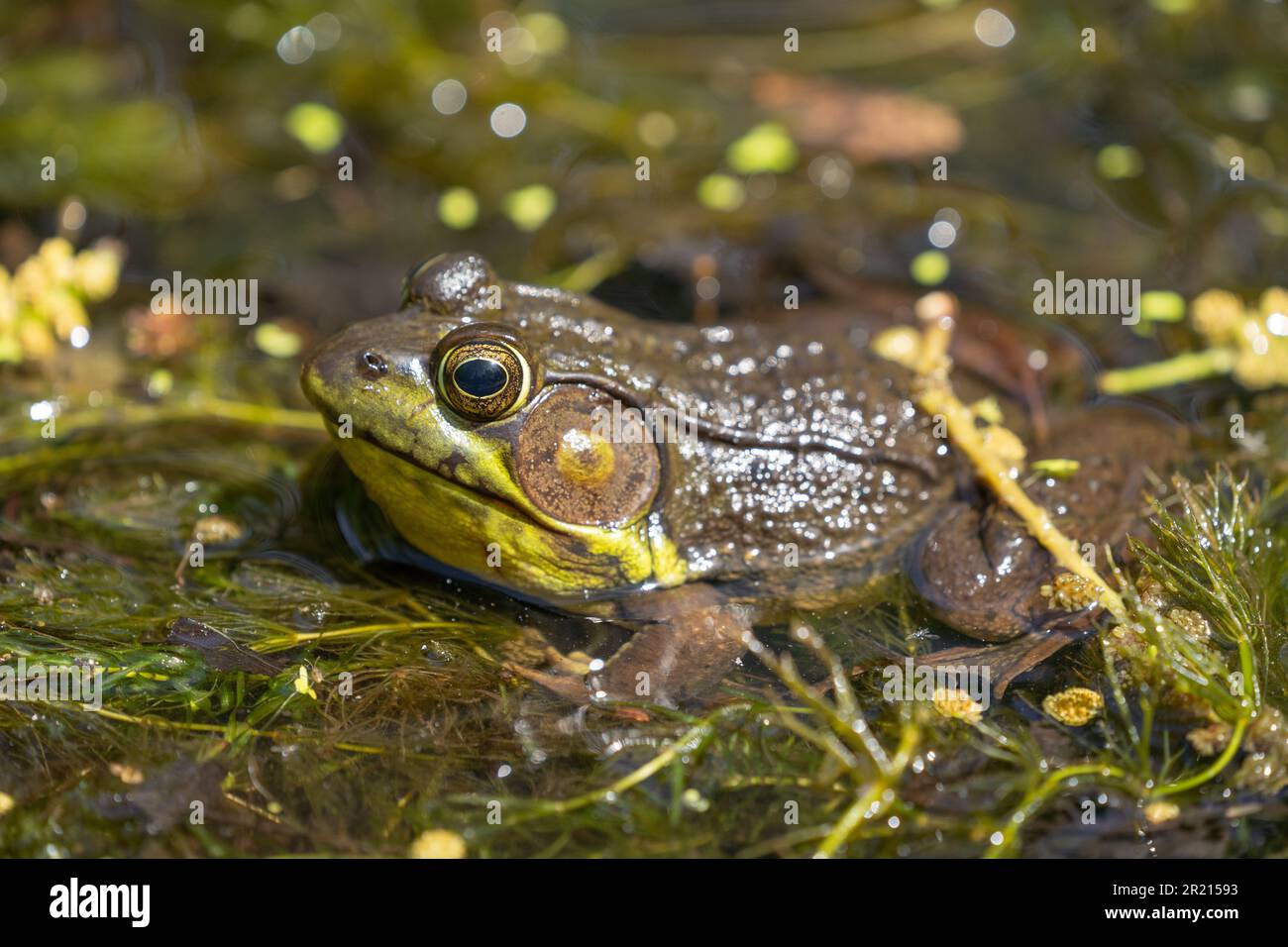 American bullfrog (Lithobates catesbeianus) in pond close-up portrait. Stock Photo